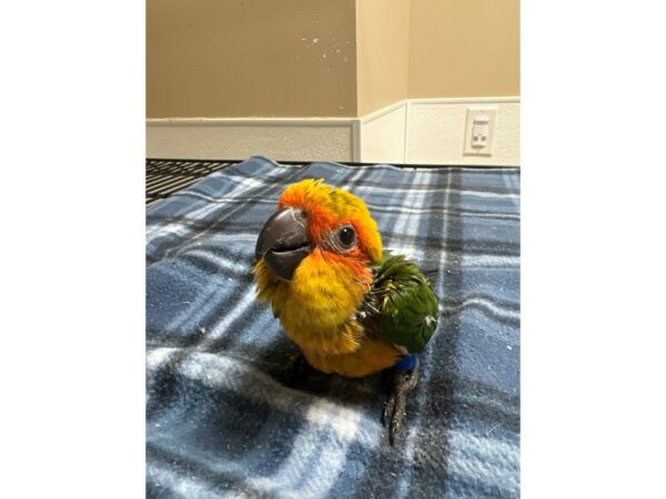 [#3943] Male Sun Conure Birds for Sale