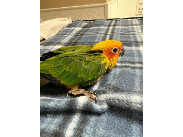 [#3944] Female Sun Conure Birds for Sale