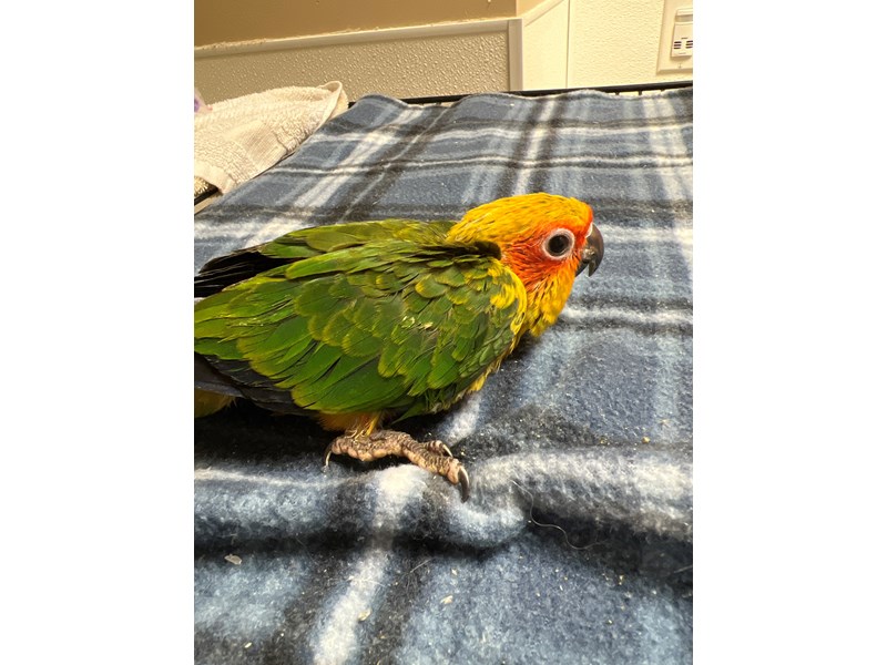 Sun Conure - 3944 Image #1