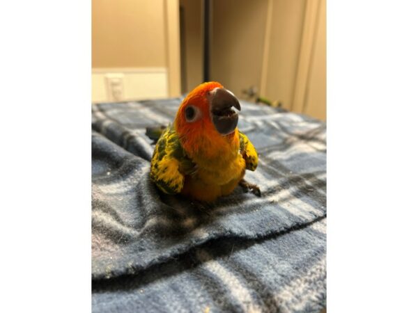 [#3945] Male Sun Conure Birds for Sale