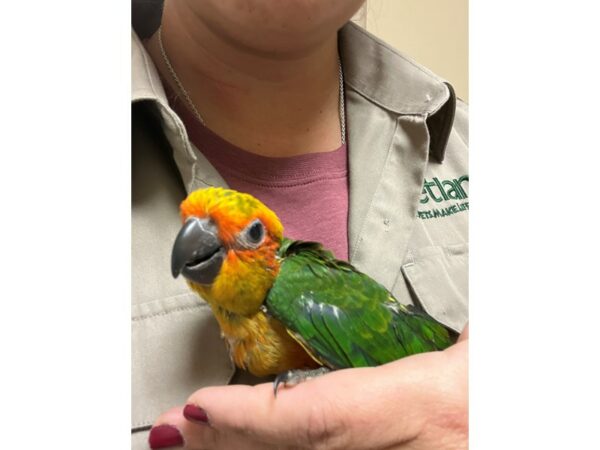 [#3946] Male Sun Conure Birds for Sale