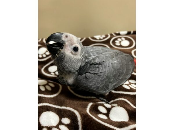 [#3967] African Congo Grey Birds for Sale