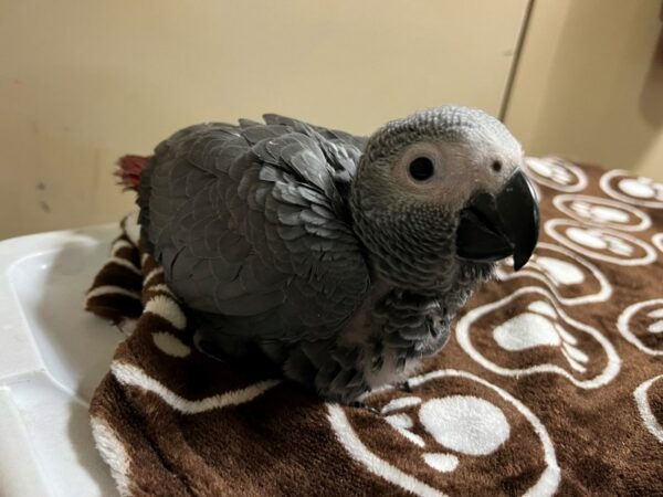 [#3966] African Congo Grey Birds for Sale