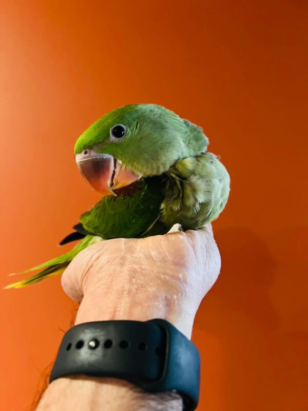 Image #2