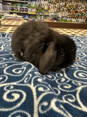 Holland Lop (F)