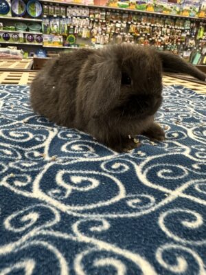 Holland Lop (M)