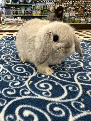 Holland Lop (M)