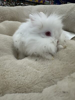 Lion Head Dwarf (M)