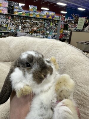 Holland Lop (M)