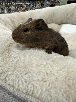 Guinea Pig (F)