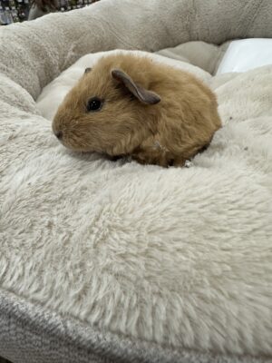 Guinea Pig (F)