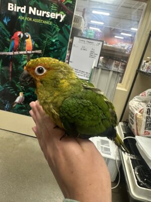 Sun Conure (M)