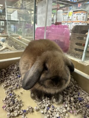 Holland Lop (M)