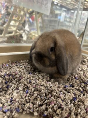 Holland Lop (M)