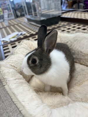 Dutch Bunny (F)