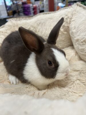 Dutch Bunny (M)