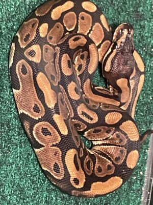 Ball Python