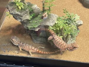 High Red Bearded Dragon