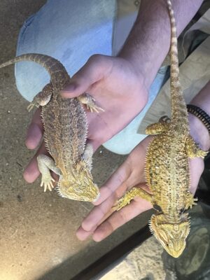 Fancy Bearded Dragon (F)