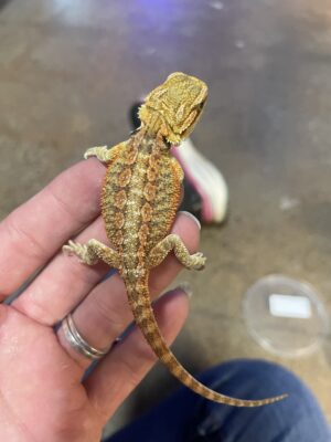 Male Juvenile Red Bearded Dragon