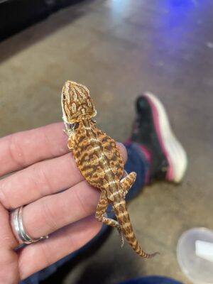 Male Juvenile Red Bearded Dragon