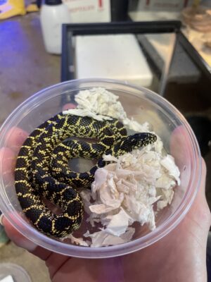Splendida Kingsnake