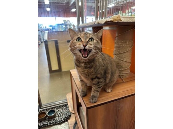 [#60334] Brown/Gold Tabby Female Domestic Short Hair Kittens for Sale