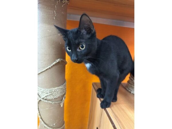 [#1400] black and white Male Domestic Short Hair Kittens for Sale