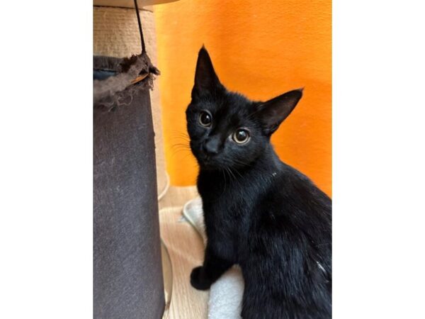 [#1860] Black Female Domestic Short Hair Kittens for Sale