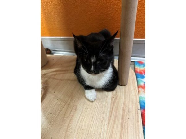 [#60332] black and white Female Domestic Short Hair Kittens for Sale