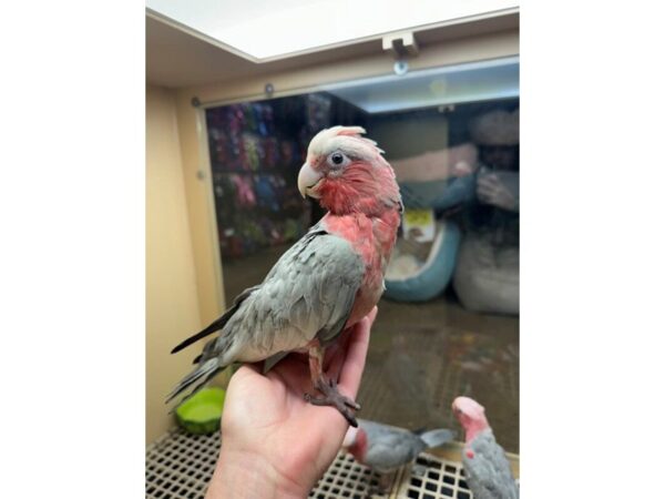 [#60320] Female Rosebreasted Cockatoo Birds for Sale