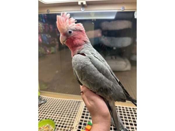 [#60321] Female Rosebreasted Cockatoo Birds for Sale