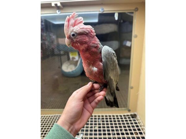 [#60322] Female Rosebreasted Cockatoo Birds for Sale