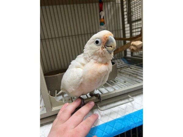 [#60312] Male Goffin Cockatoo Birds for Sale