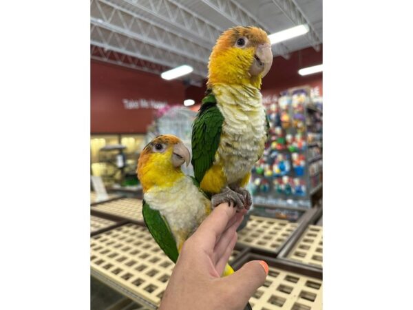 [#60209] Female White Belly Caique Birds for Sale