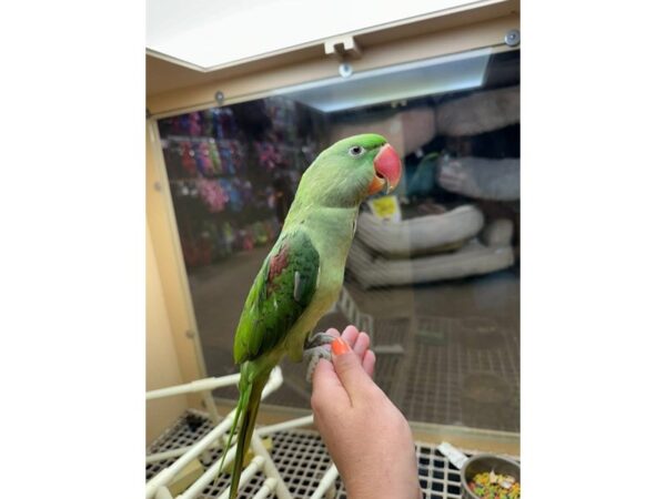 [#60088] Male Alexandrine Parakeet Birds for Sale