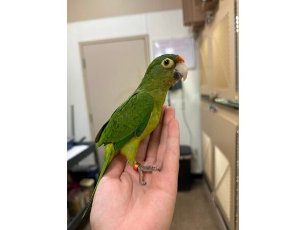 [#60261] band#3537 Halfmoon Conure Birds for Sale