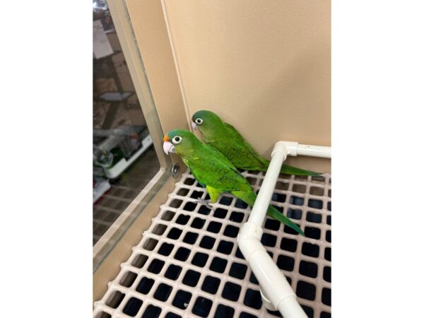 [#60260] Halfmoon Conure Birds for Sale