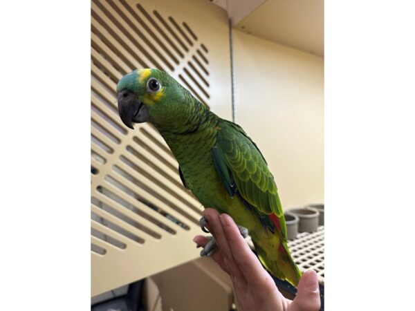 [#60331] Female Blue Fronted Amazon Birds for Sale