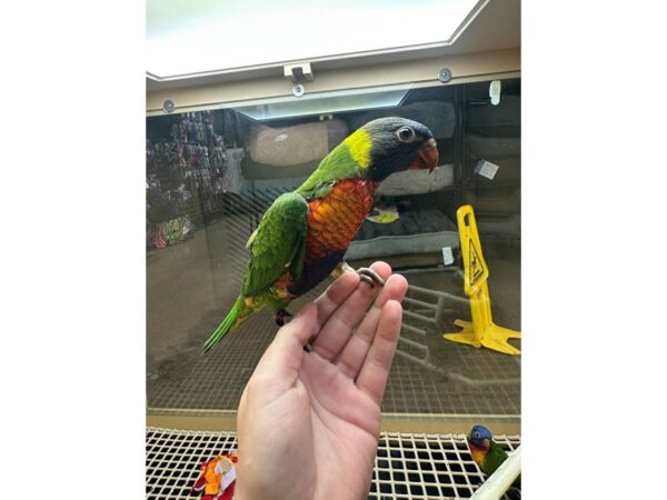 [#60325] Male Rainbow Lory Birds for Sale