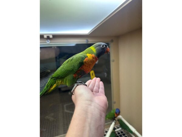 [#60330] Male Rainbow Lory Birds for Sale