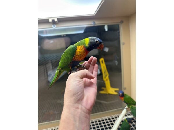 [#60327] Male Rainbow Lory Birds for Sale