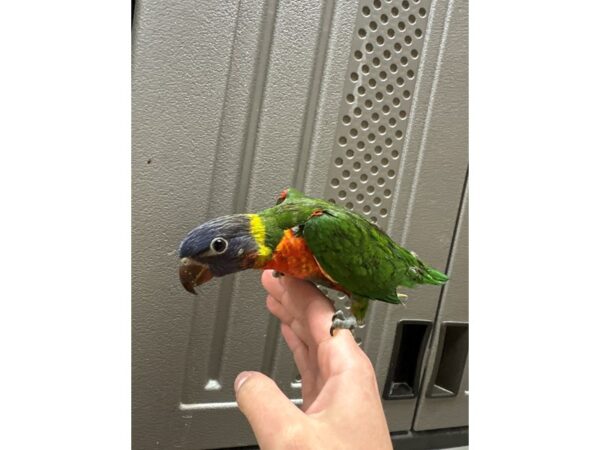 [#60329] Male Rainbow Lory Birds for Sale