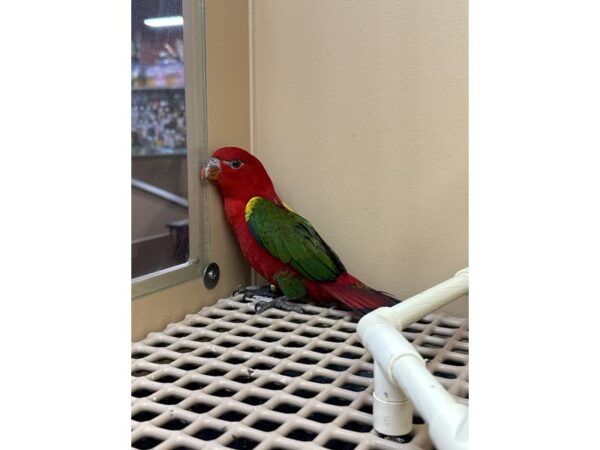 [#60324] Female Chattering Lorikeet Birds for Sale