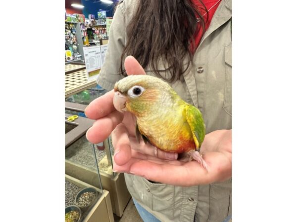[#60341] Pineapple Greencheek Conure Birds for Sale