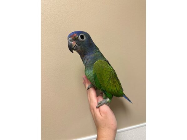 [#60352] Male Blue Headed Pionus Birds for Sale