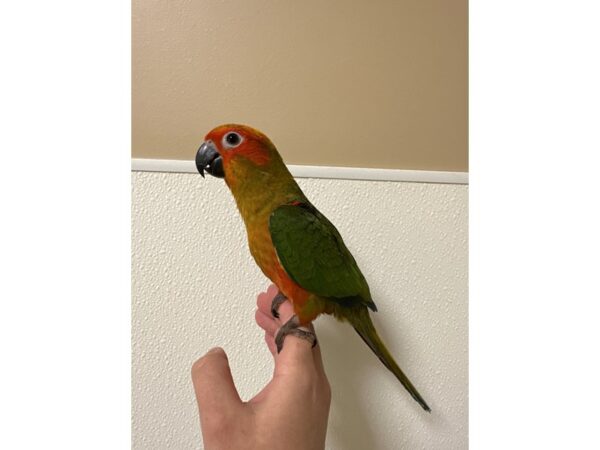 [#60346] Female Sun Conure Birds for Sale