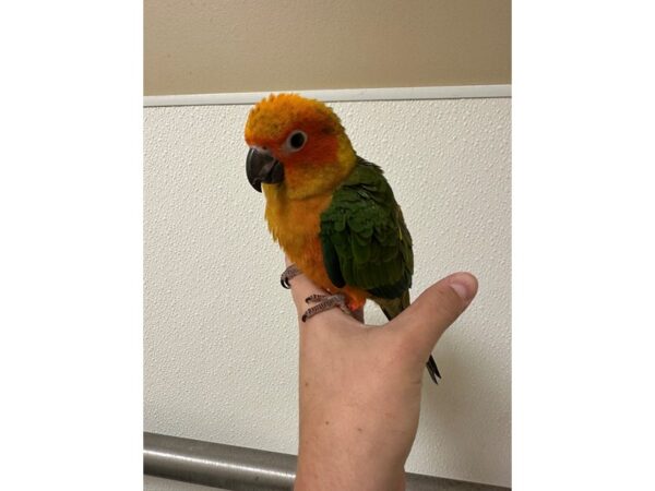 [#60345] Female Sun Conure Birds for Sale