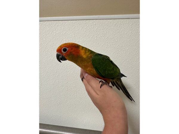 [#60344] Female Sun Conure Birds for Sale