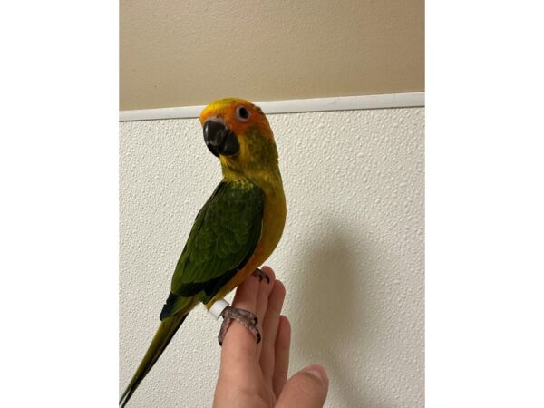 [#60343] Female Sun Conure Birds for Sale